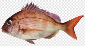 Common Bream PNG Transparent Images Download