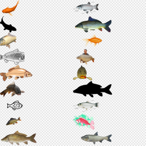 Common Carp PNG Transparent Images Download