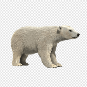 Polar Bear PNG Transparent Images Download