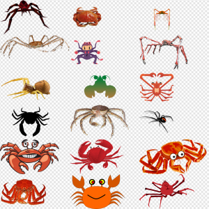 Crab Spider PNG Transparent Images Download