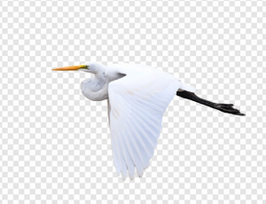 Crane Fly PNG Transparent Images Download