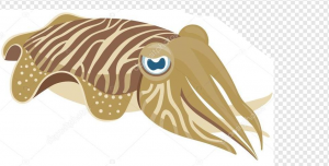 Cuttlefish PNG Transparent Images Download