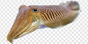 Cuttlefish PNG Transparent Images Download