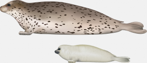 Eared Seal PNG Transparent Images Download