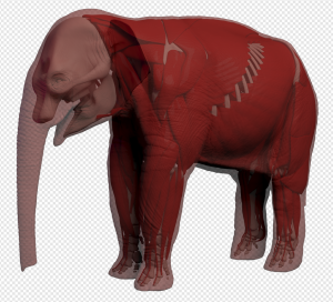 Elephant Shrew PNG Transparent Images Download