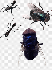 Fly Insect PNG Transparent Images Download