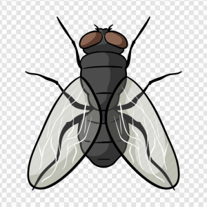 Fly Insect PNG Transparent Images Download