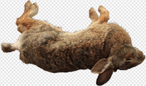 Rabbit PNG Transparent Images Download
