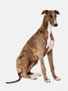 Greyhound PNG Transparent Images Download