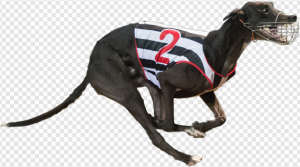 Greyhound PNG Transparent Images Download