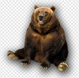 Grizzly Bear PNG Transparent Images Download