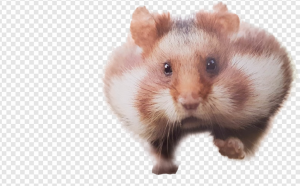 Hamster PNG Transparent Images Download