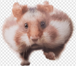 Hamster PNG Transparent Images Download