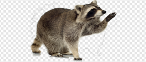 Raccoon PNG Transparent Images Download