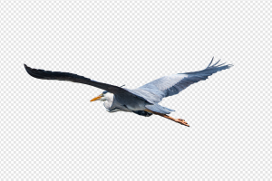 Heron PNG Transparent Images Download