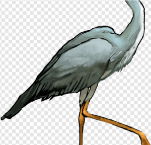 Heron PNG Transparent Images Download