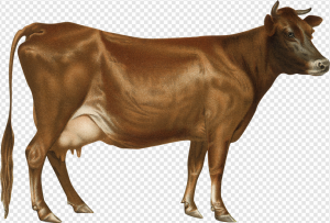 Highland Cow PNG Transparent Images Download
