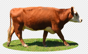 Highland Cow PNG Transparent Images Download