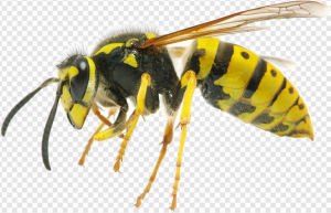 Hornet Insect PNG Transparent Images Download