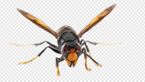 Hornet Insect PNG Transparent Images Download