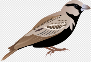 House Sparrow PNG Transparent Images Download