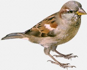 House Sparrow PNG Transparent Images Download