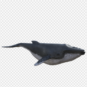 Humpback Whale PNG Transparent Images Download