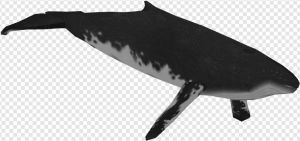 Humpback Whale PNG Transparent Images Download