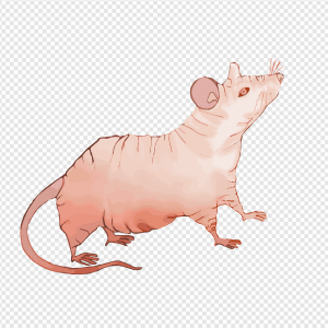 Rat PNG Transparent Images Download