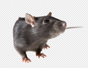 Rat PNG Transparent Images Download