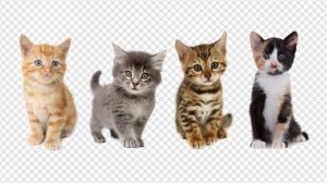 Kitten PNG Transparent Images Download