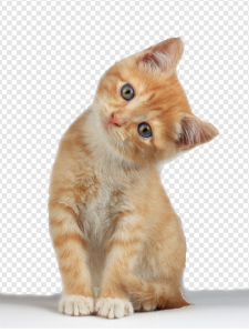 Kitten PNG Transparent Images Download