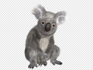 Koala Hd PNG Transparent Images Download