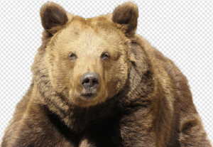 Kodiak Brown Bear PNG Transparent Images Download