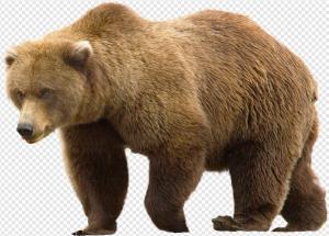 Kodiak Brown Bear PNG Transparent Images Download