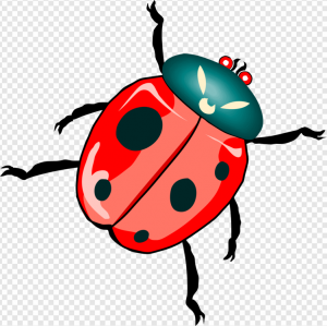 Ladybird Beetle PNG Transparent Images Download
