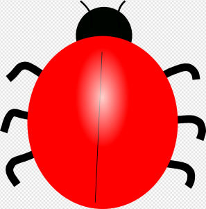 Ladybird Beetle PNG Transparent Images Download