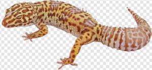 Leopard Lizard PNG Transparent Images Download