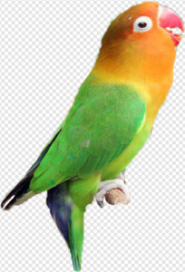 Lovebird PNG Transparent Images Download