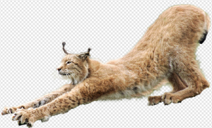 Lynxe PNG Transparent Images Download