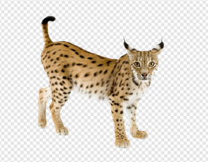 Lynxe PNG Transparent Images Download