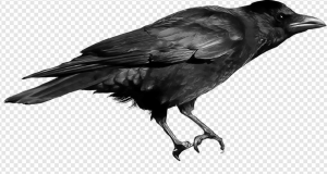 Raven PNG Transparent Images Download