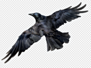 Raven PNG Transparent Images Download