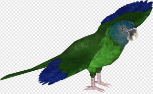 Macaw PNG Transparent Images Download