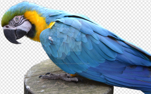 Macaw PNG Transparent Images Download