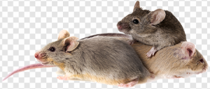 Mice PNG Transparent Images Download