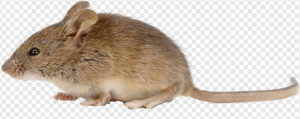 Mice PNG Transparent Images Download