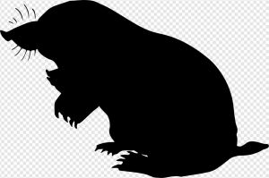 Mole Animal PNG Transparent Images Download