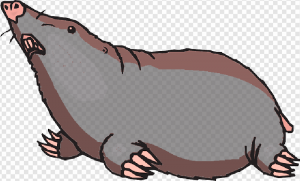 Mole Animal PNG Transparent Images Download