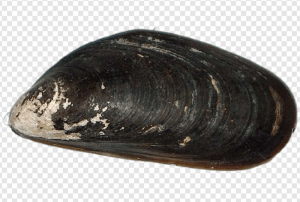 Mussel PNG Transparent Images Download
